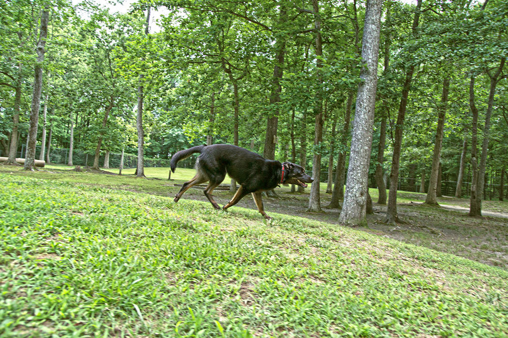 Laissez courir vos chiens dans notre parc à chien spacieux. Le camping est interdit au chiens agressifs.