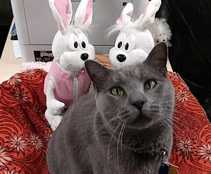 Even CC (short for Camp Cat) decorates her 'site' for Easter.